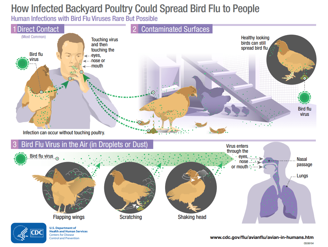 H5n1 airborne