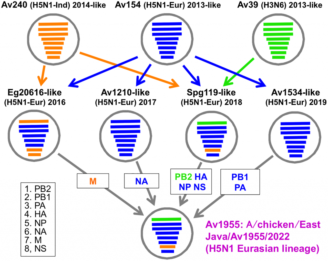 H5n1 airborne