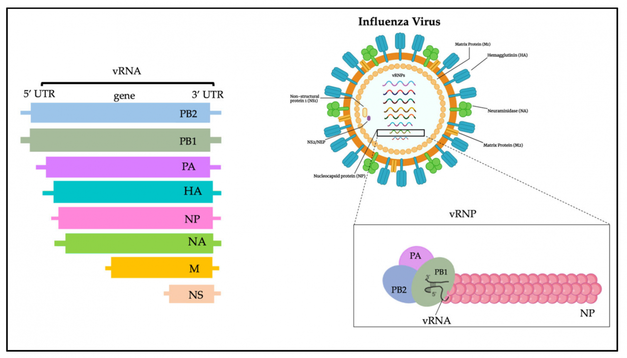 Cdc virus flu influenza avian library science outbreak photograph egypt advisory prompts travel electron micrograph transmission virion pediatric pathophysiology